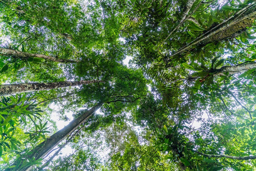 Colombiaの熱帯林の風景