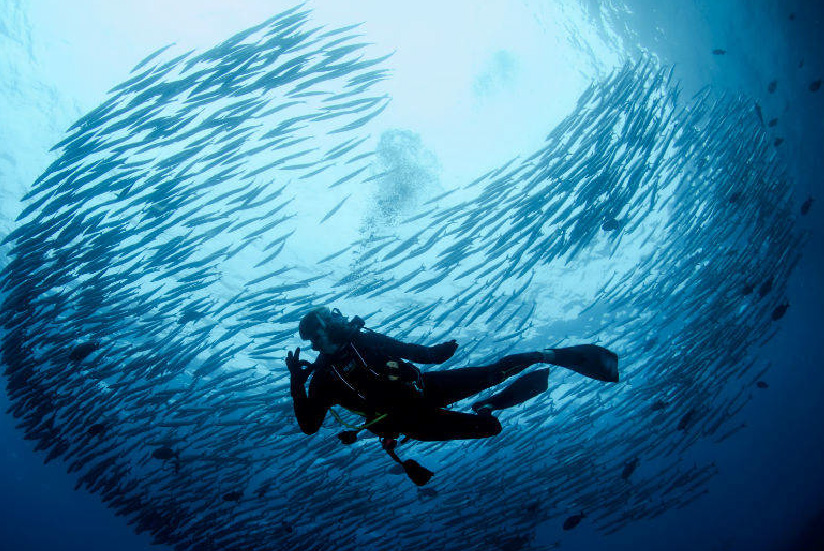 Buceo en el Santuario de Flora y Fauna Malpelo, Pacífico Colombiano.