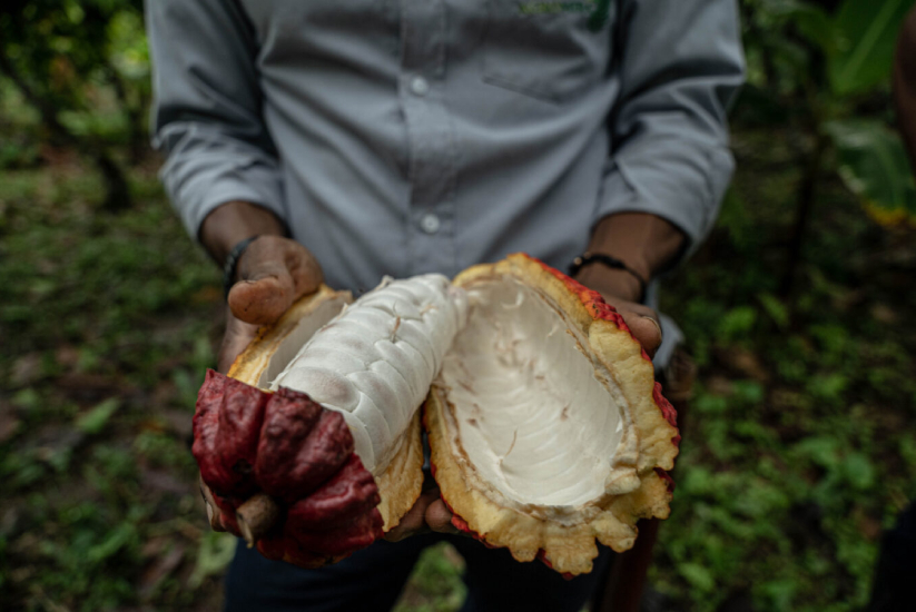 Ruta del cacao, Tumaco, Colombia.