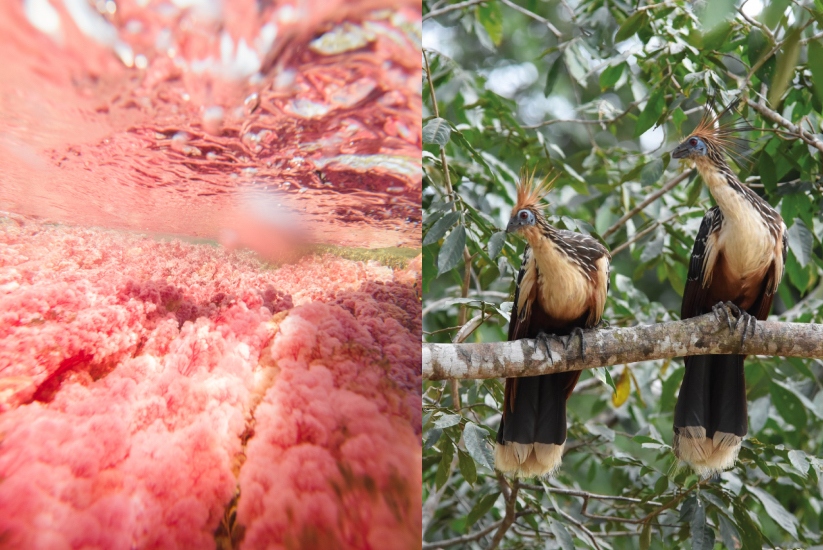 Macarenia clavigera plant and the Hoatzin (Opisthocomus hoazin), both native of Caño Cristales.