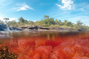 Imagen de Caño cristales