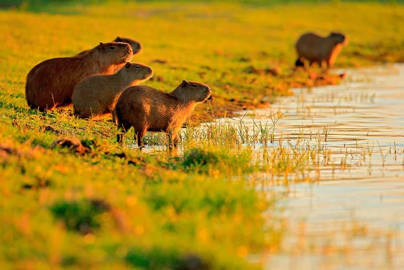 capibaras in the Llanos