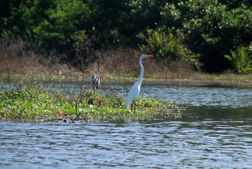 Заповедник флоры и фауны Ciénaga Grande de Santa Marta, Колумбия,