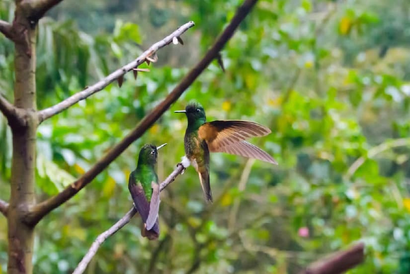 Groupe d’oiseaux perchés sur les branches d’un arbre dans un parc naturel de Cali