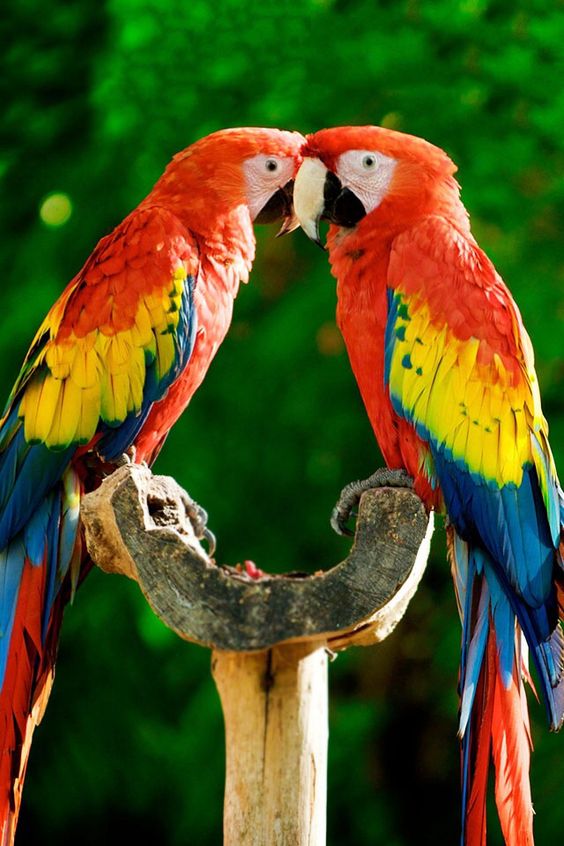 Amazonian scarlet macaw, Colombia