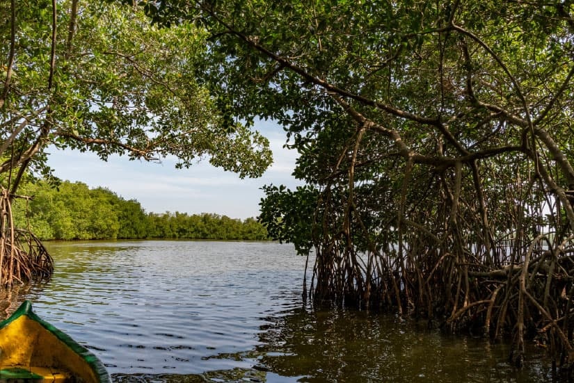 River surrounded by mangroves