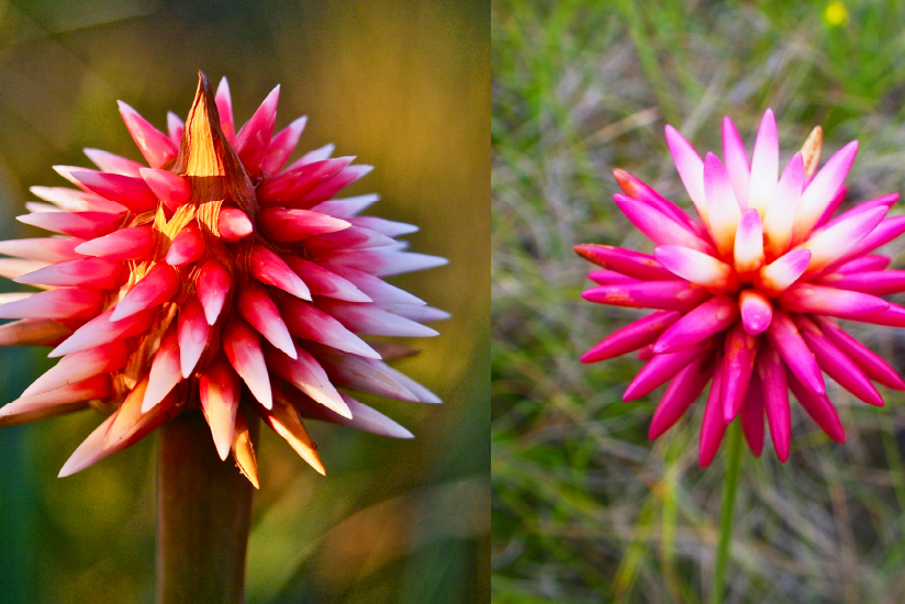 The winter and summer flower.
