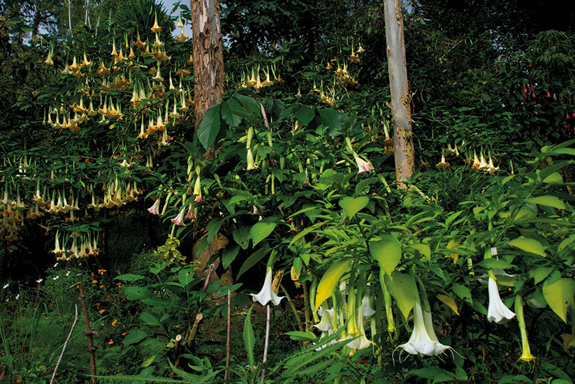 Flora of the Sibundoy Valley, Putumayo, Colombia.