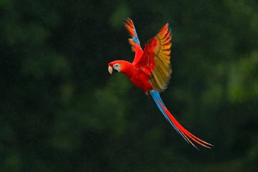 Bird flying in a natural environment 