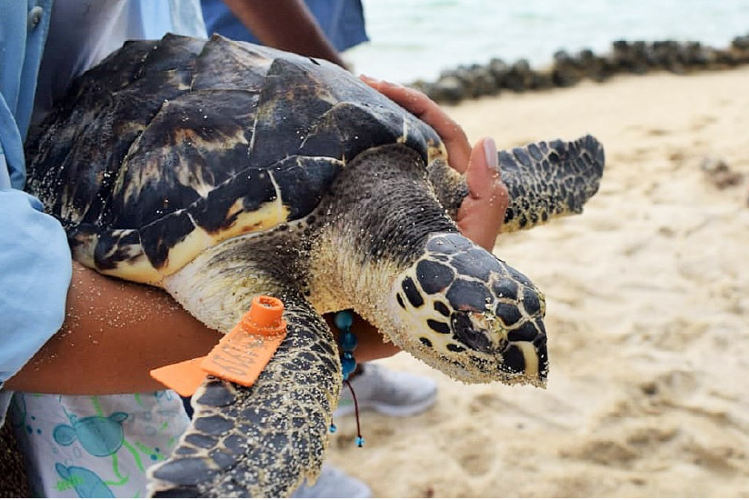 Release of hawksbill turtles on Isla Arena, Islas del Rosario, Cartagena.
