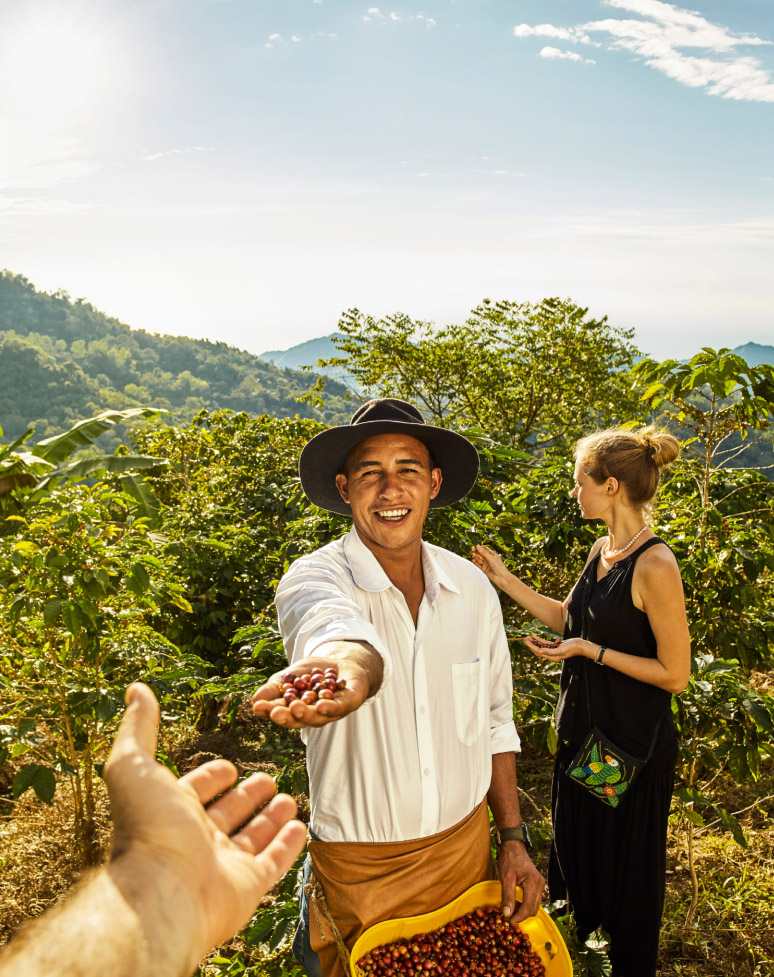 Kolumbianischer Kaffeebauer bei der Ernte reifer Kaffeebohnen auf einer Plantage