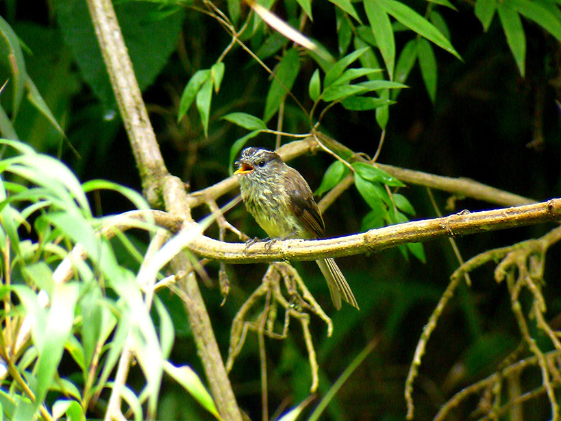 Aves en el parque Simón Bolivar