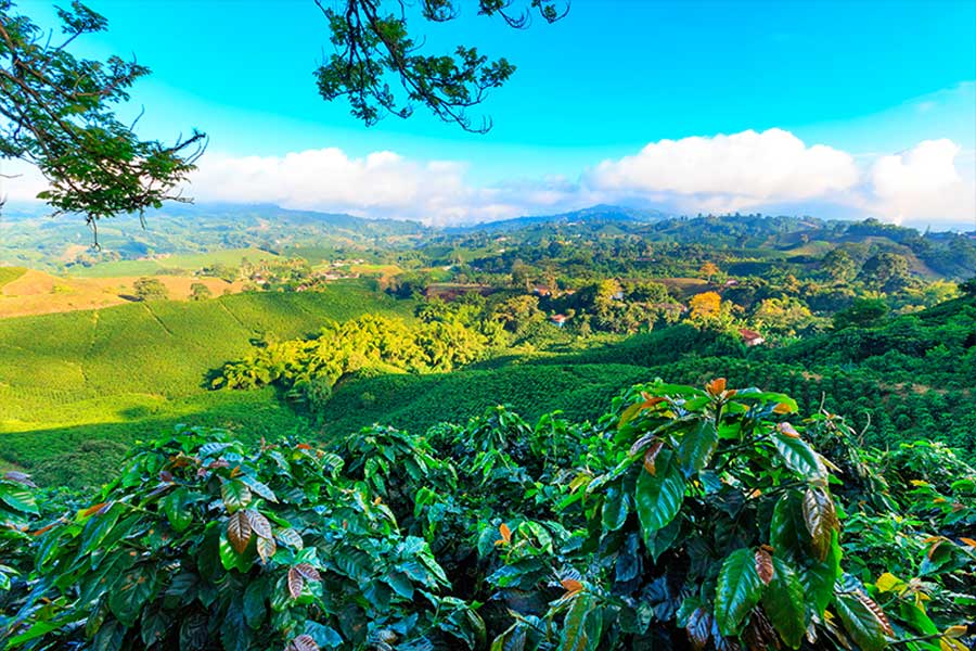 A beautiful green landscape in Manizales, a city where  tourists can practice Colombian cycling.