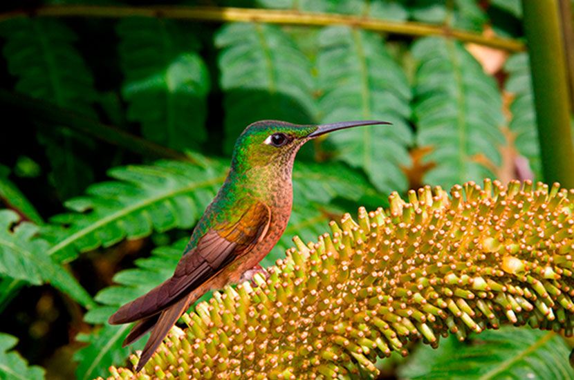 A hummingbird sitting on a plant
