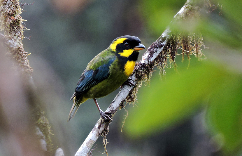 Tangará de Tatama endemic bird of Colombia