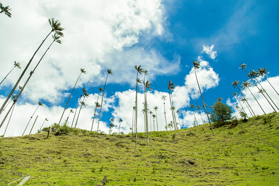 Weather in Colombia feels like spring in the Coffee Cultural Landscape | Colombia Travel