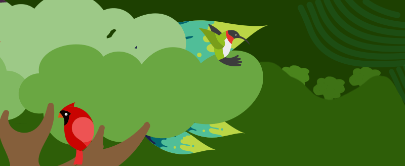 El colibrí pico espada hace parte de una de las especies animales que se pueden apreciar en Colombia.