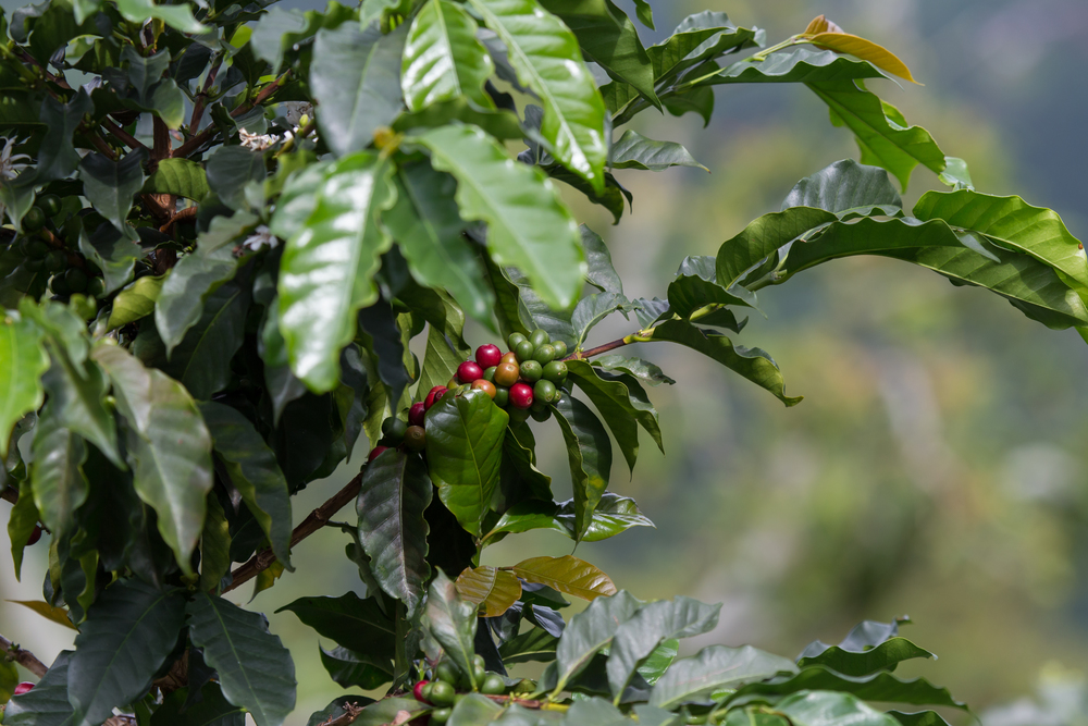 Proceso de producción del café colombiano en Manizales