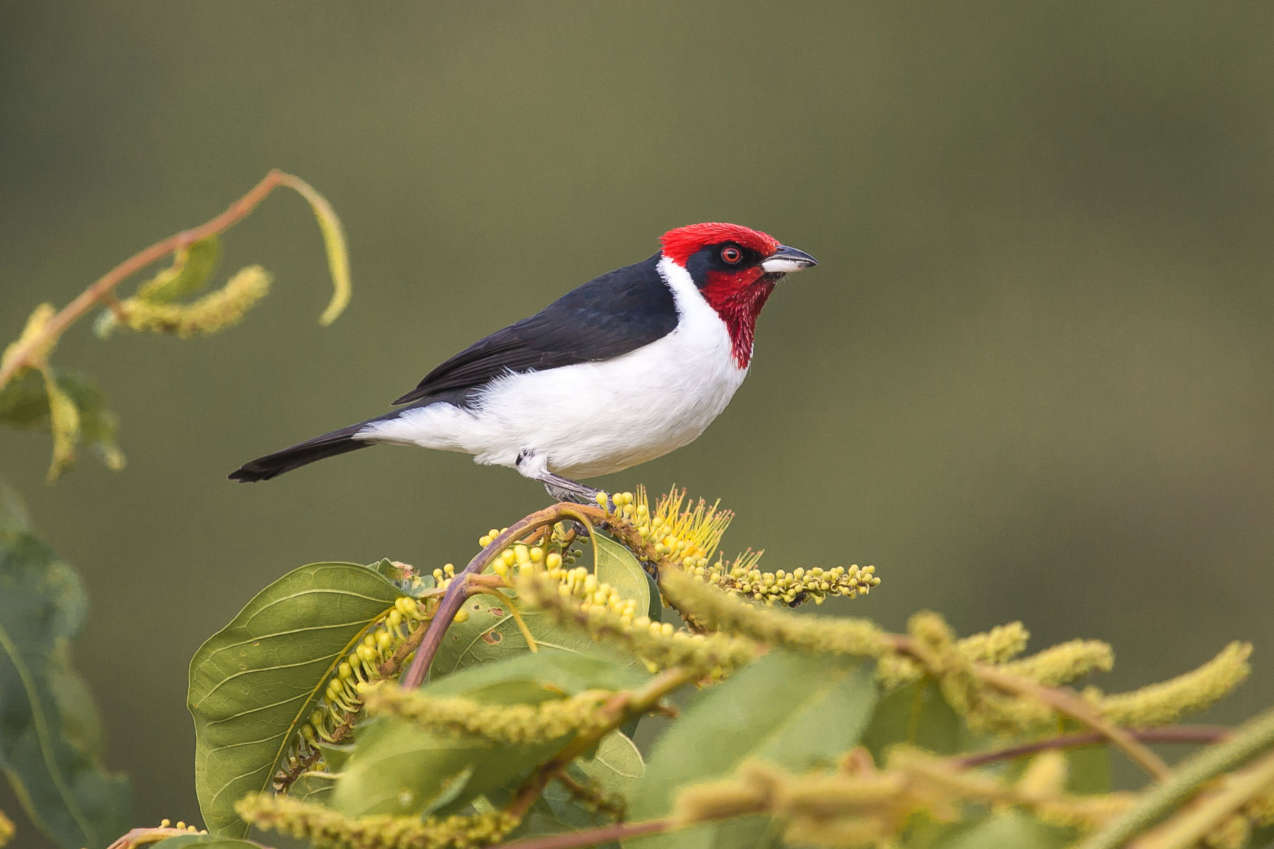 The red-capped cardinal, a cardinal flag bird native to Colombia and Bolivia. One of the birds for birdwatching.