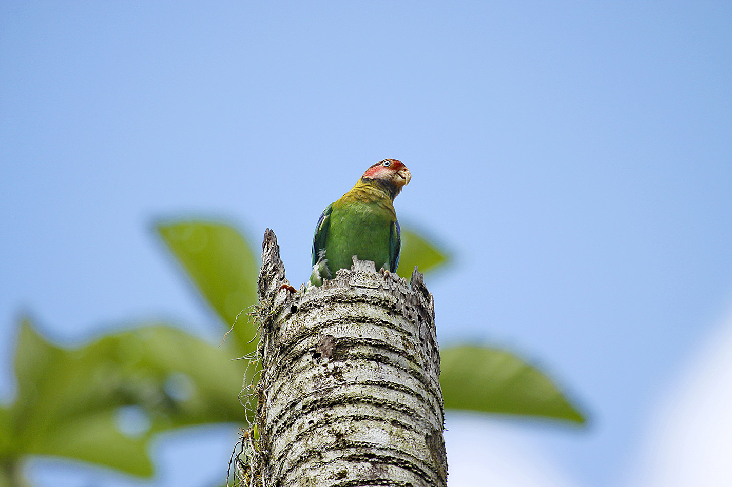 Rose-faced Parrot, a bird from the department of Valle - Birdwatching