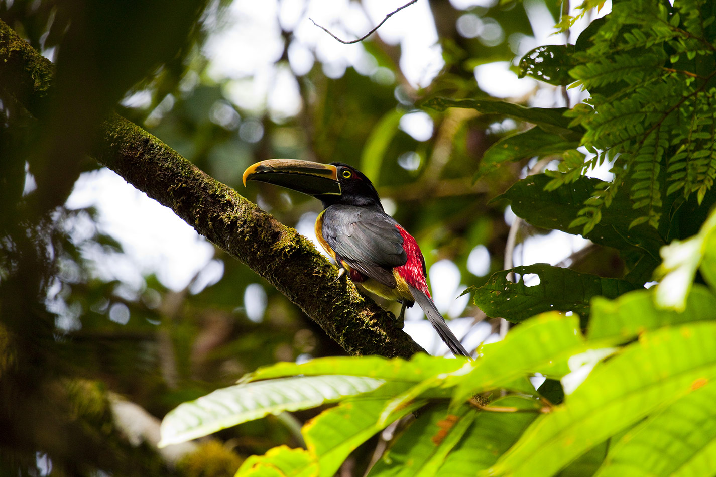 The striped-billed aracari is a bird species that inhabits the rainforest of northwestern South America.