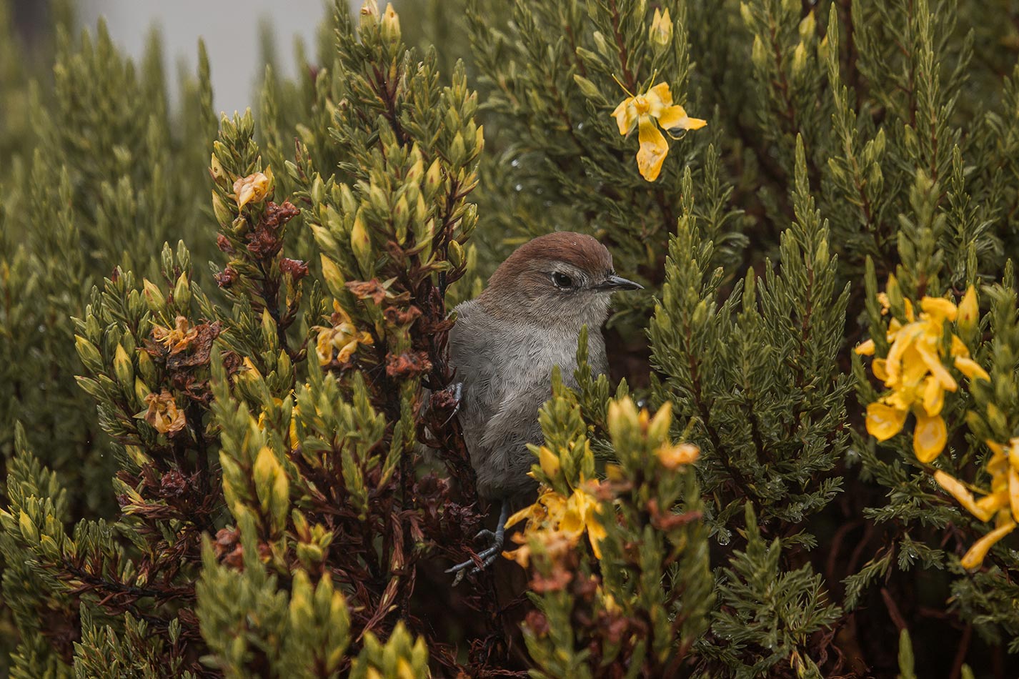 The white-chinned thistletail, also known as the Andean chamicero, is a passerine bird species from South America.