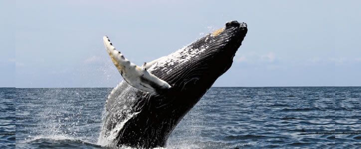 Humpback Whale