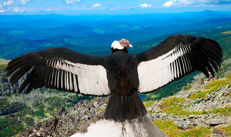 National Bird