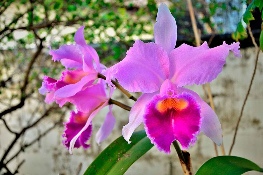 Cattleya orchid, national flower of Colombia 