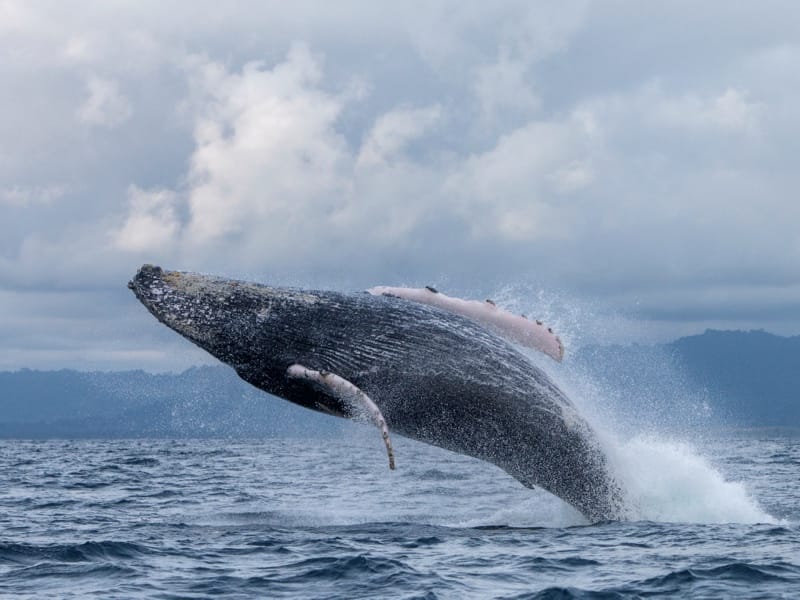 Humpback whale jumping in Nuquí’s blue sea | Colombia Travel