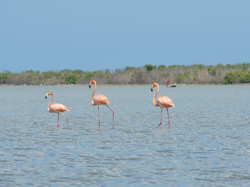 Flamingos in the fauna and flora sanctuary on Palomino beaches | Colombia Travel