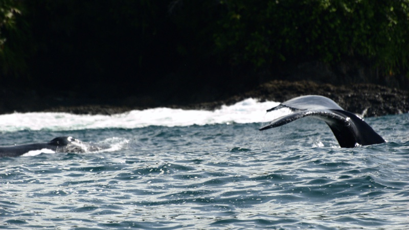 Bahía Málaga est la destination de la plus grande migration saisonnière des baleines à bosse.