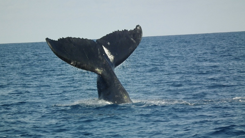 L'île Gorgona est l'une des destinations les plus renommées pour l'observation des baleines.