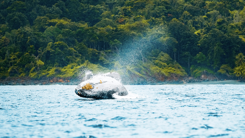 Ballena jorobada saltando en las aguas del Océano Pacífico, cerca a la Isla Gorgona.