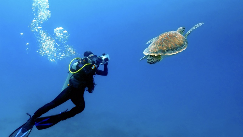 Un buzo fotografía una tortuga  bajo el mar azul durante su viaje de turismo de negocios.