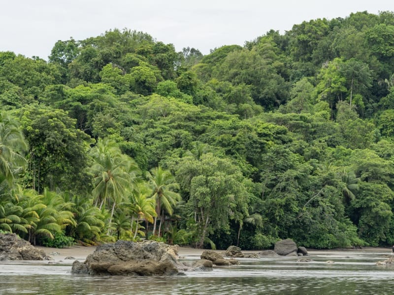 Lush green jungle surrounding Nuquí's sea | Colombia Travel