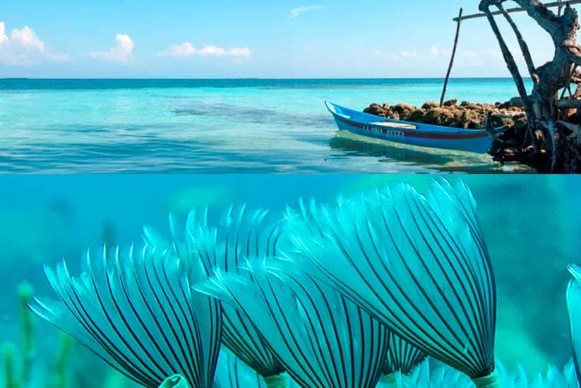 Islas del Múcura y arrecife de coral en Tintipan Colombia