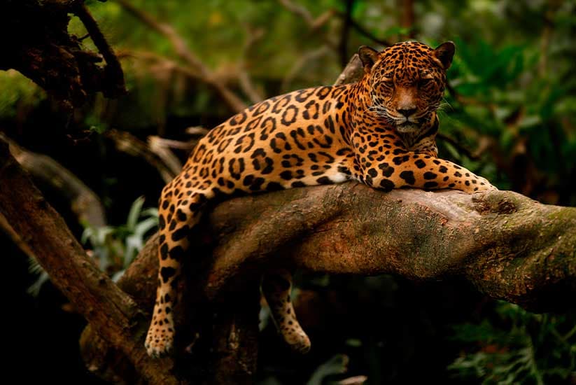Jaguar in a tree in Colombia