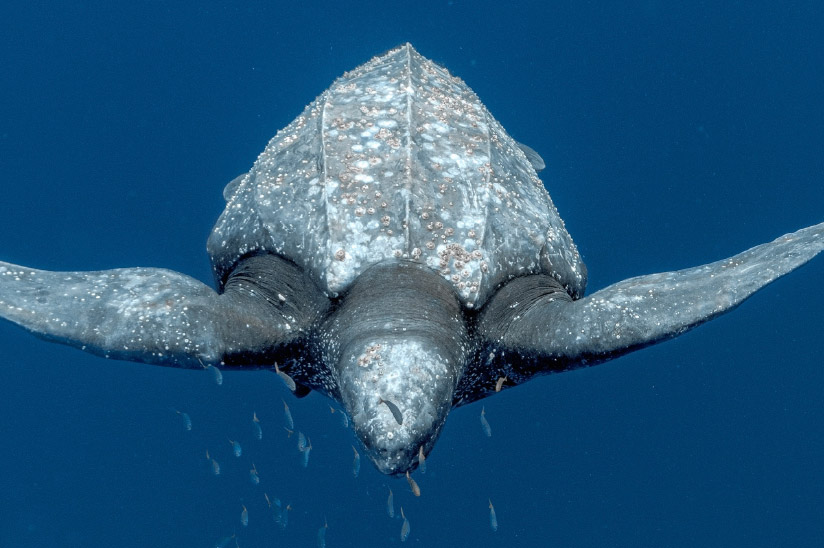 Leatherback turtle, the world's largest sea turtle species.