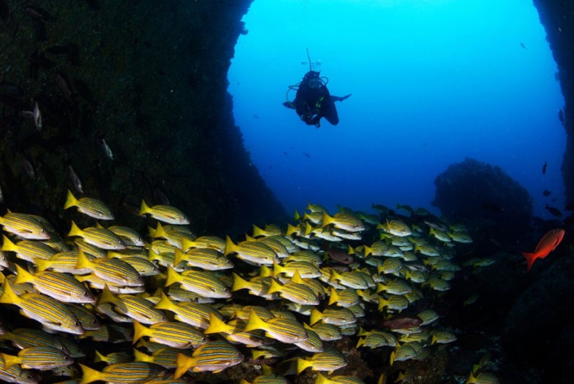 Diving in Malpelo Island, Colombia.