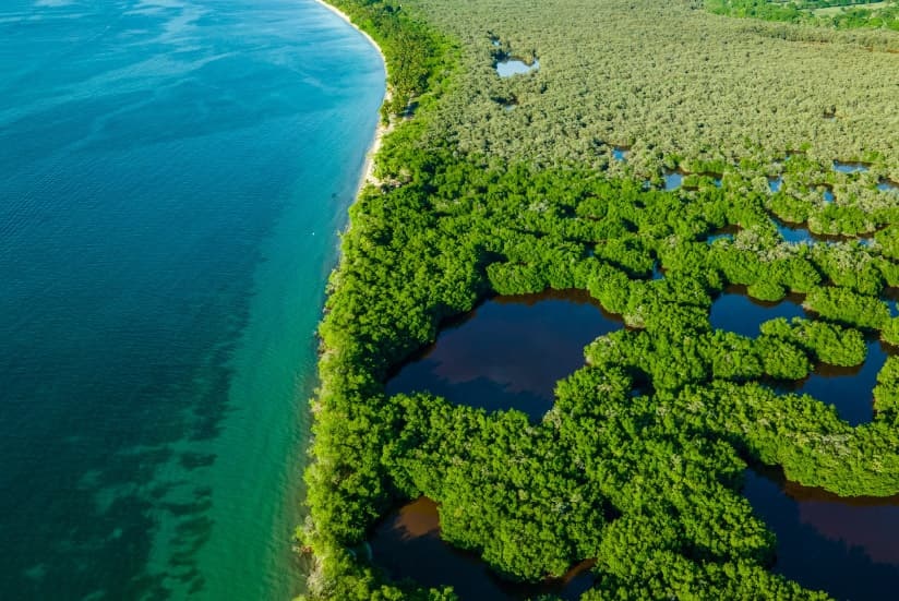 Aerial view of a mangrove forest