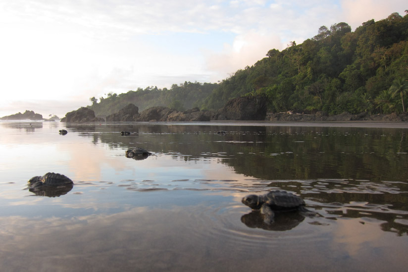 Olive Ridley turtles reaching the sea of Bahía Solano, Chocó.