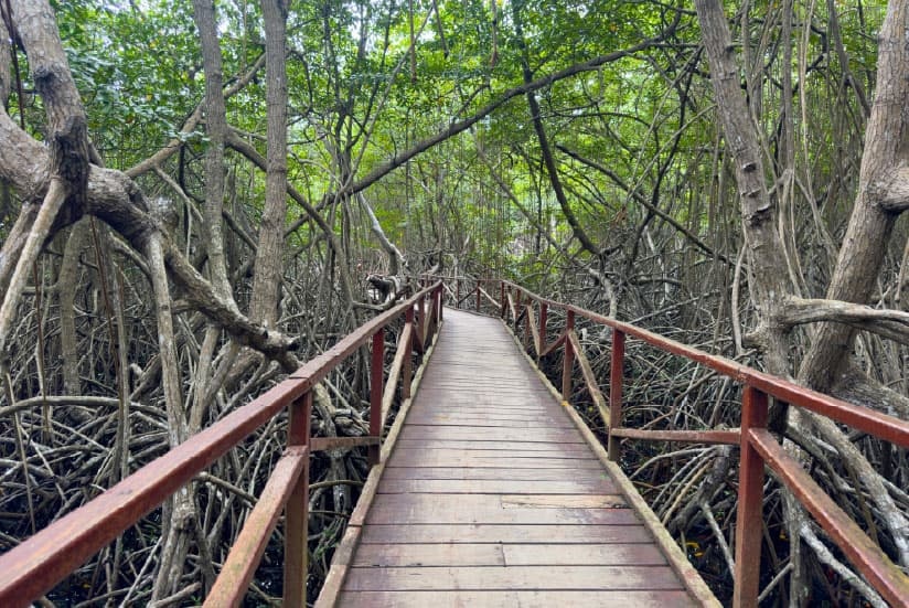 Puente en bosque de manglares.