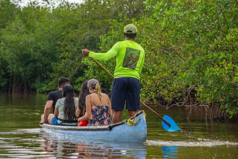 Boat with tourists on a river surrounded by mangroves