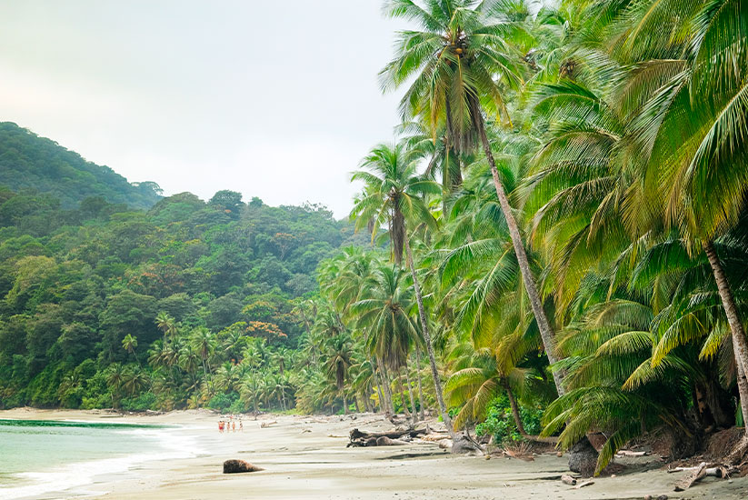 Gorgona Island 