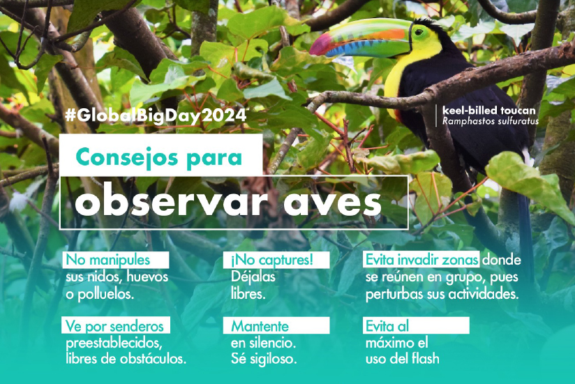 Recomendaciones del Ministerio de Comercio, Industria y Turismo para observar aves en Colombia.