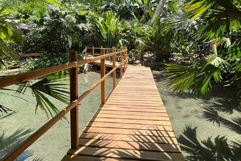 Restoration of the piñuelo mangrove in the Cartagena Botanical Garden “Guillermo Piñeres”.