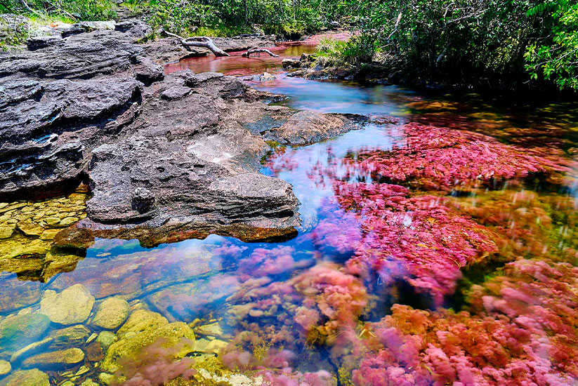 River of 7 colors, Caño Cristales