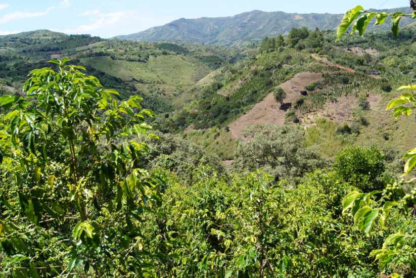 Coffee route, Nariño