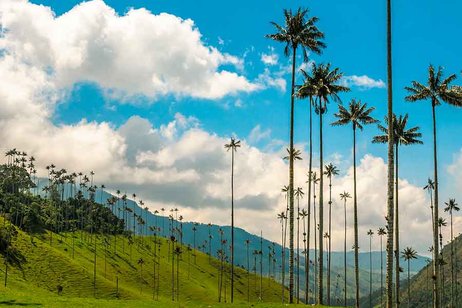 Wachspalmen unter einem blauen Himmel. Dieses Tal ist einer der Orte, die man in Kolumbien besuchen sollte
